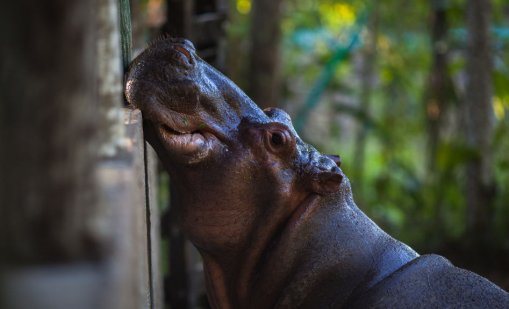 Колумбия се реши, ще избива хипопотамите на Пабло Ескобар 