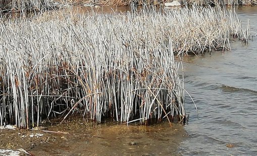 Вземат проби от водата на Шабленското езеро заради мъртвите птици