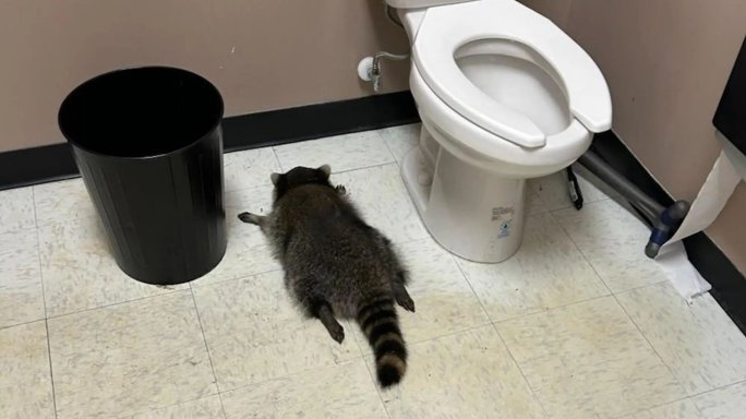 "Много пиян" енот върша из магазин за алкохол и заспа в... тоалетната 