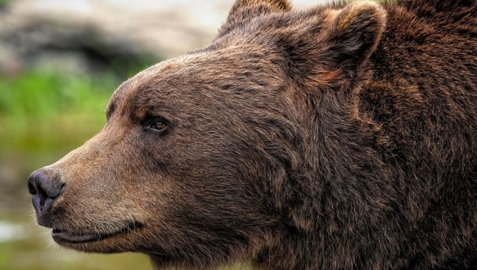 Група мечки се "присъединиха" към скиорите на писта в Калифорния ВИДЕО