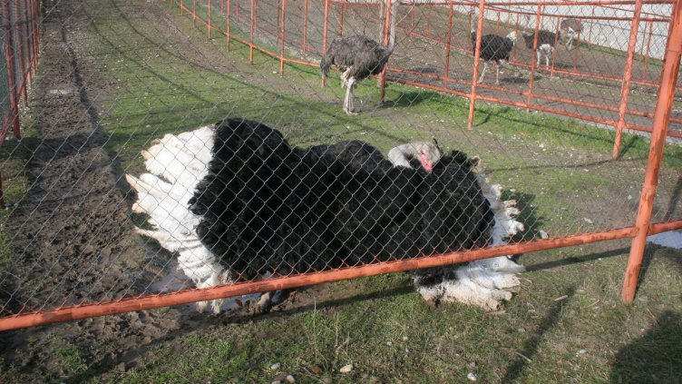 Снимка: архив, БГНЕС