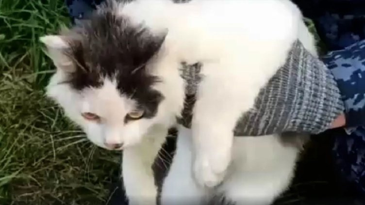 Хванаха котка, дилър на наркотици, в руски затвор