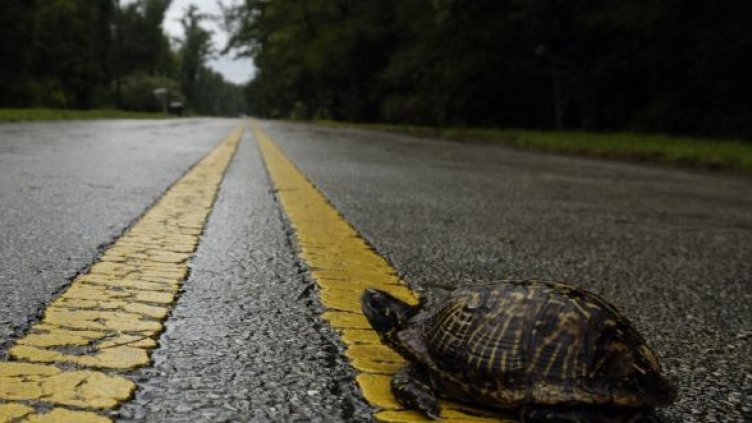 Снимка: Getty Images/Guliver Photos