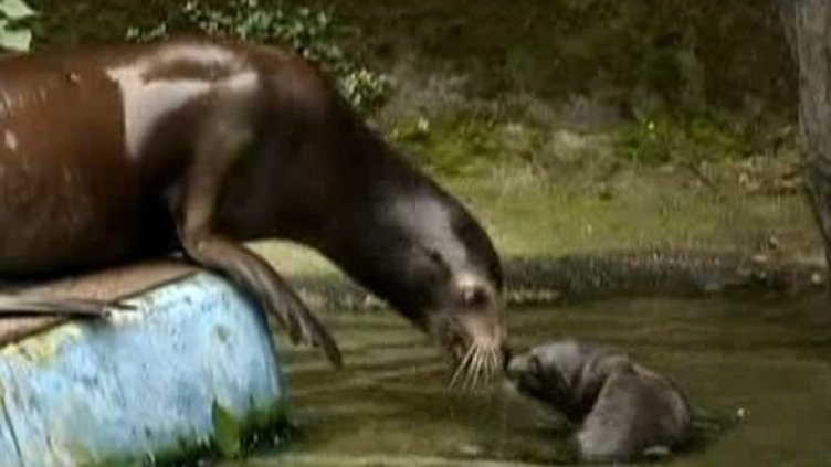 Бейби бум в токийския зоопарк