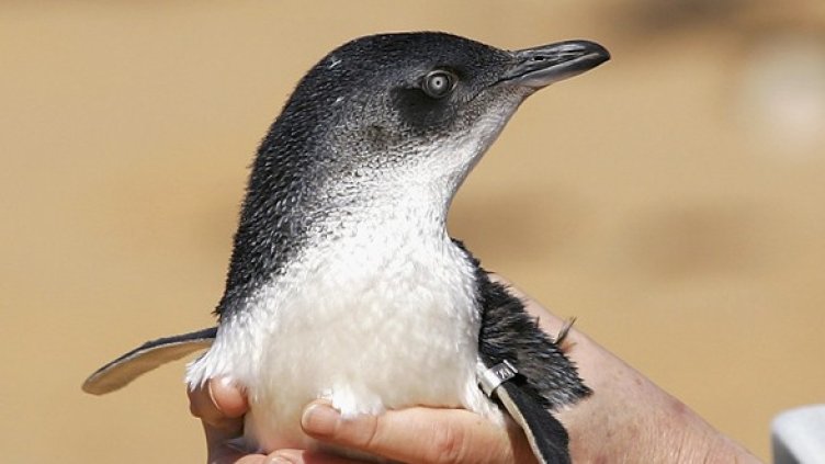 Снимка: Getty Images/Guliver Photos