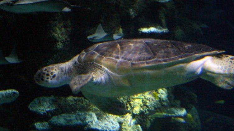 Снимка: Getty Images/Guliver Photos