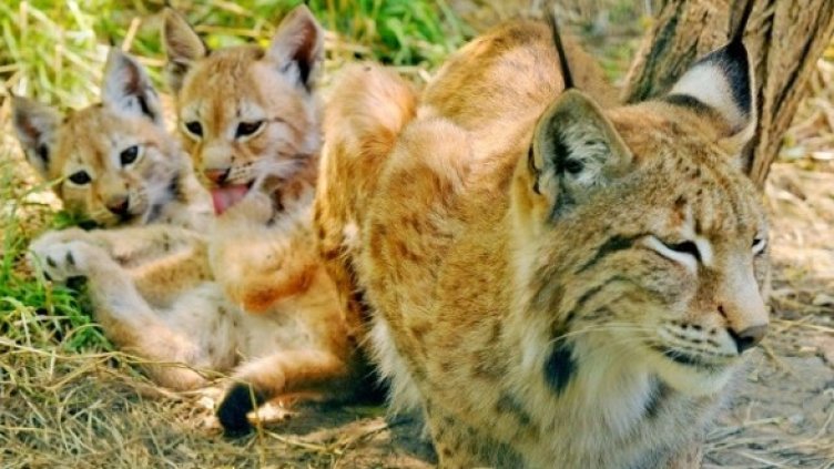 Мама Беси се грижи за Мики и Рики. Снимка: Булфото