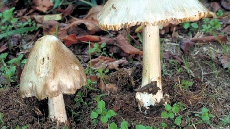 Снимка: Getty Images/Guliver Photos