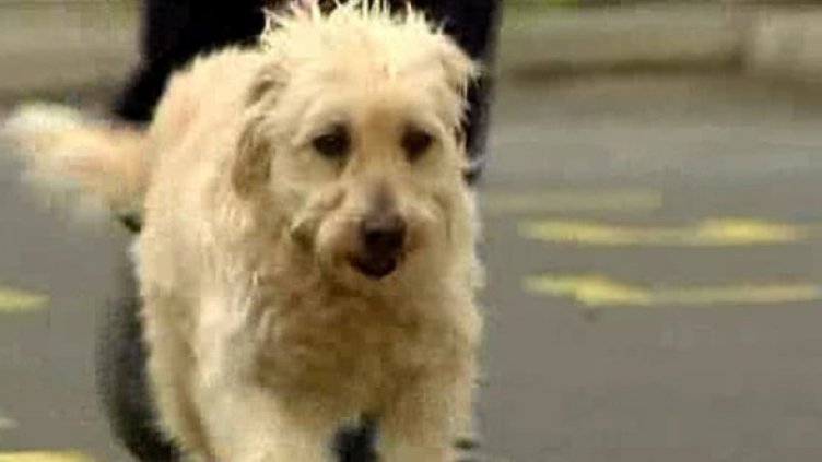 9 години и 1700 км по-късно Мъфи се събра със стопаните си