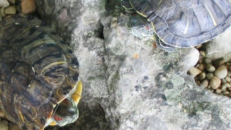 Снимка: Булфото