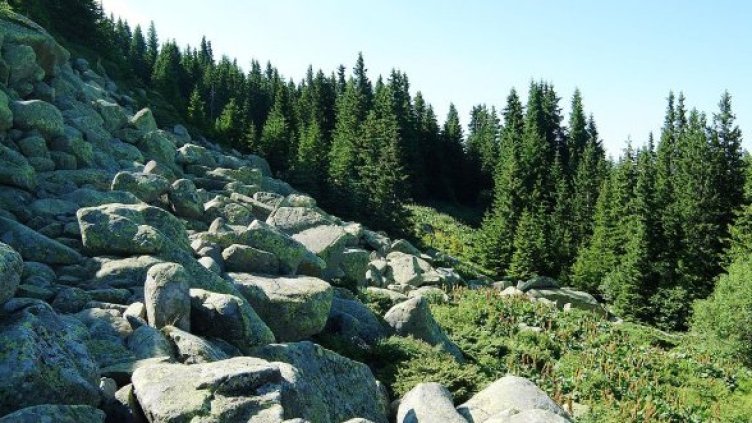 Снимка: Булфото