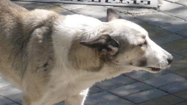 Снимка: Булфото