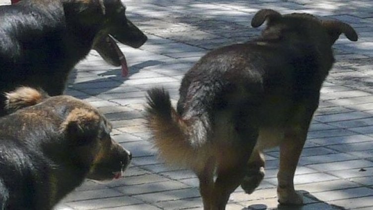 Снимка: Булфото