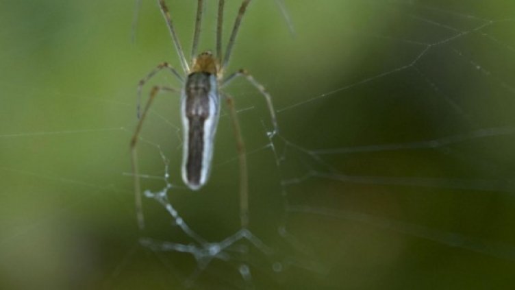 Снимка: Булфото