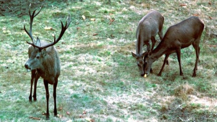 Снимка: Булфото