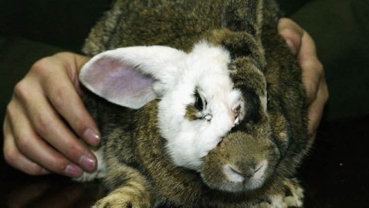 Снимка: Getty Images/Guliver Photos