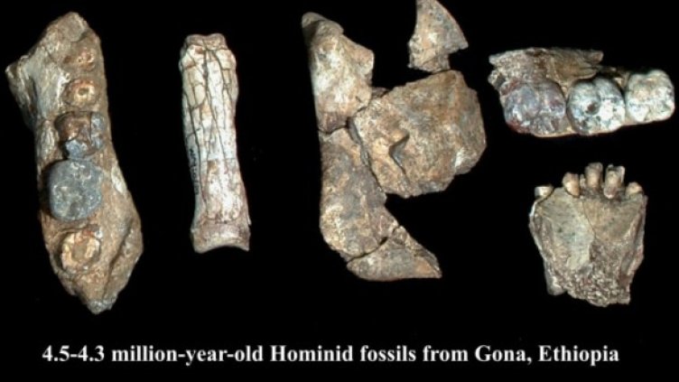 Фосилът, известен по името Арди. Снимка: archaeologyinfo.com/ardipithecusramidus