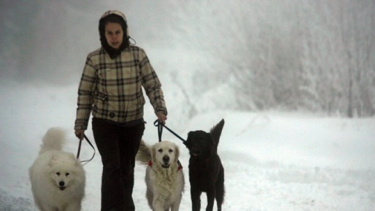 Снимка: БГНЕС