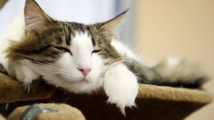 Снимка: Getty Images/Guliver Photos