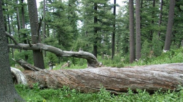 Гората не е само дървесина