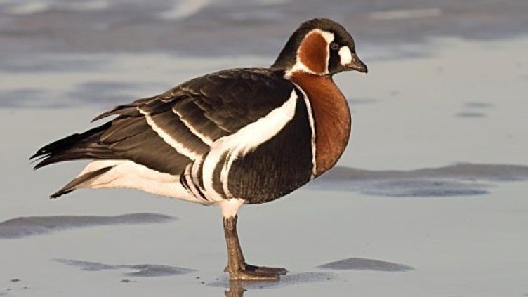 Червеногуша гъска. Снимка: БДЗП