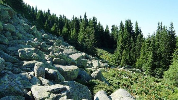 Снимка: Булфото