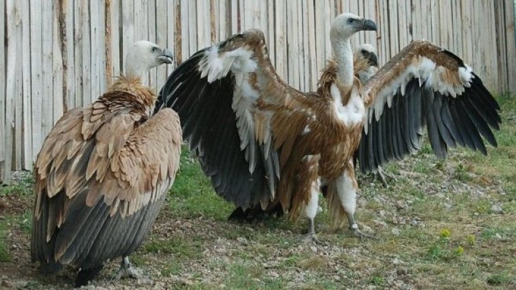 Снимка: Булфото