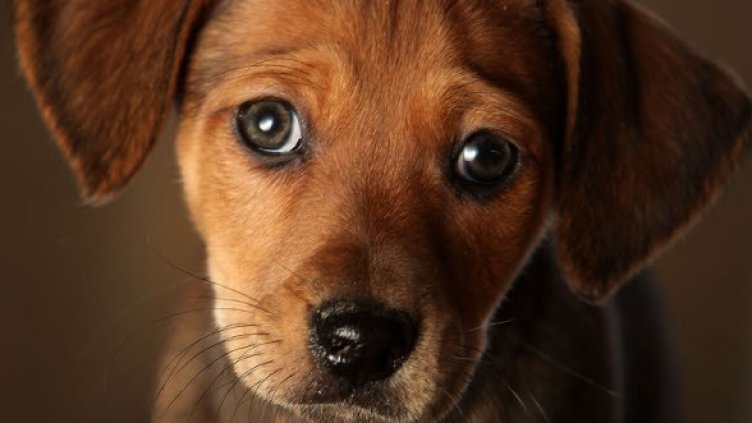 Снимка: Getty Images/Guliver Photos