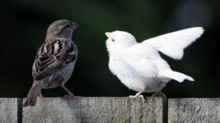 Снимка: Doug Crowther/ forestandbird.org.nz
