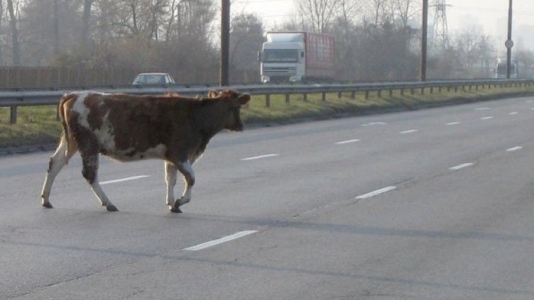 Крава на Цариградско шосе. Снимка: Булфото