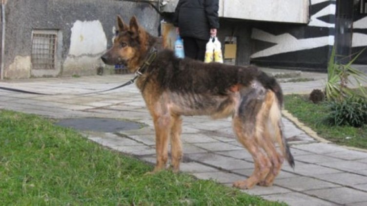 Снимка: Фондация "Приятели на животните"