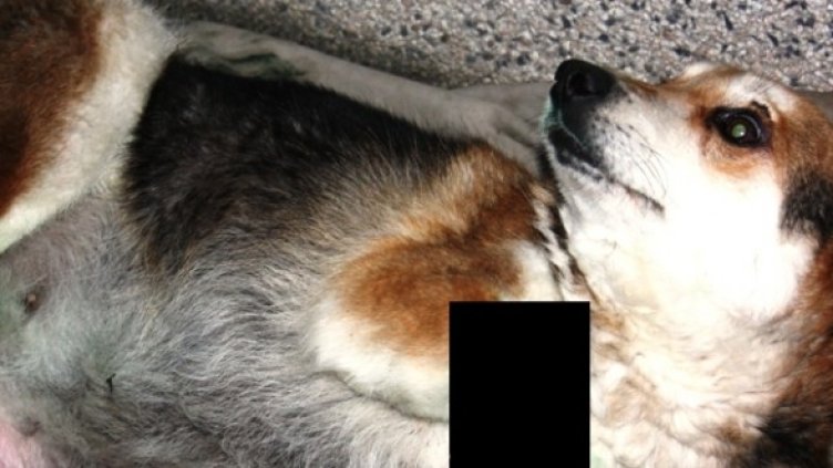 Осакатеното в Дряново куче. Снимка: Bezdom.info