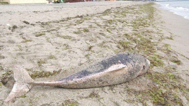 Снимка: Булфото