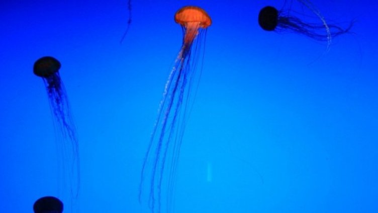 Снимка: Getty Images/Guliver Photos