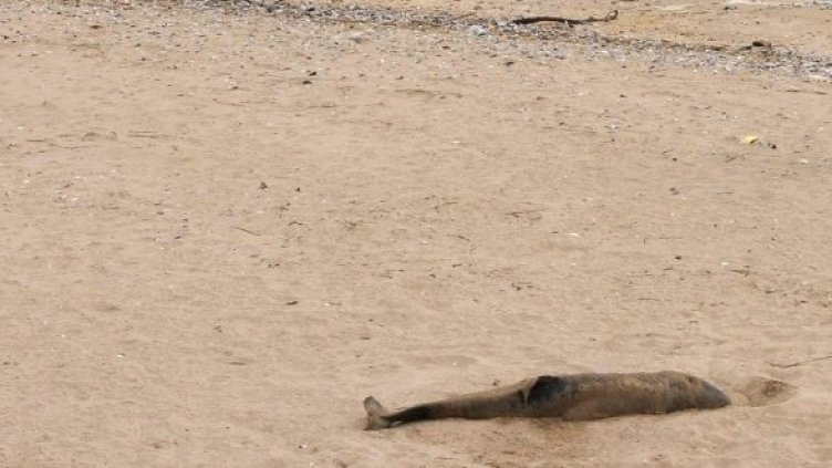 Снимка: Булфото