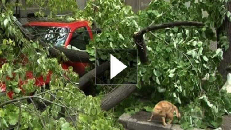 Дърветата във Варна вече падат без буря