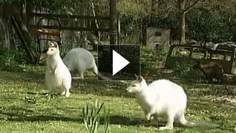 Кенгуруто. По-добрата косачка.