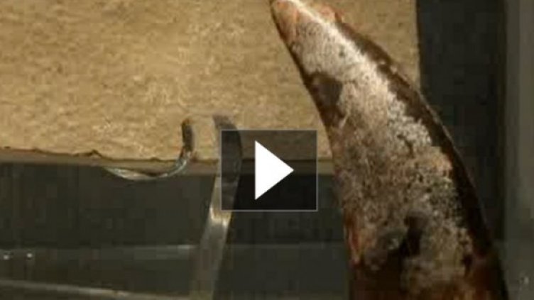 Скелет на динозавър в хола? Може...