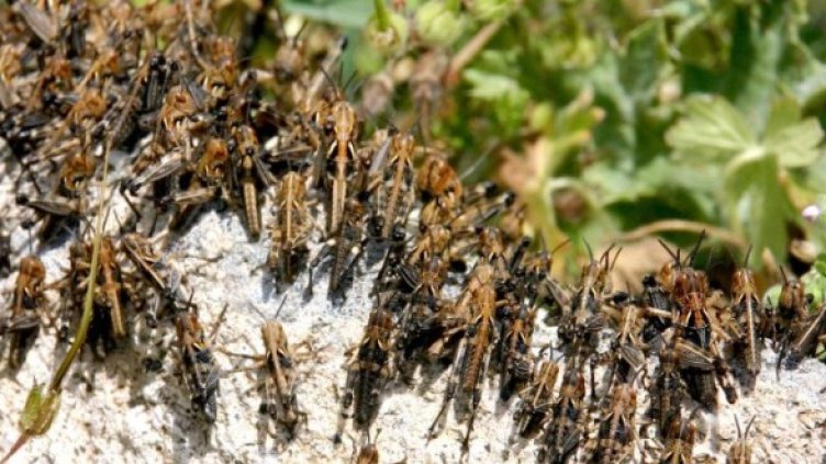 Снимка: Булфото