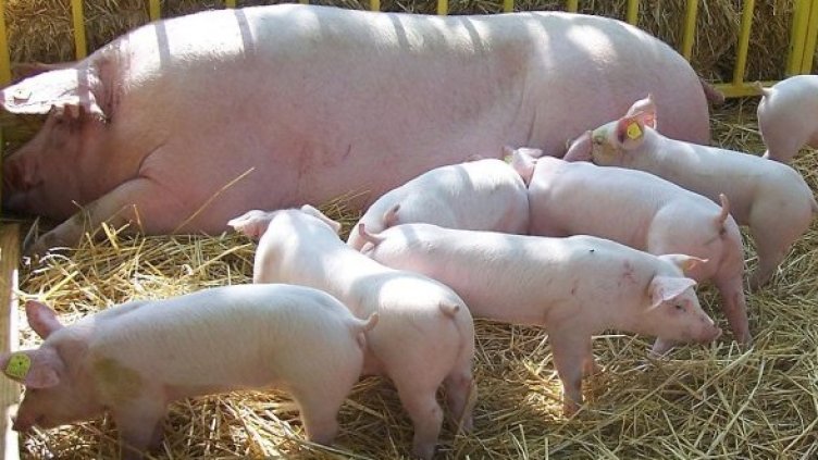 Снимка: Булфото