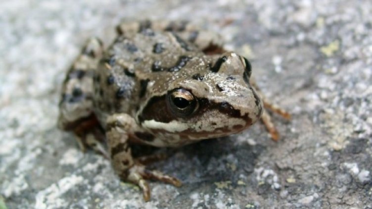 Снимка: Булфото