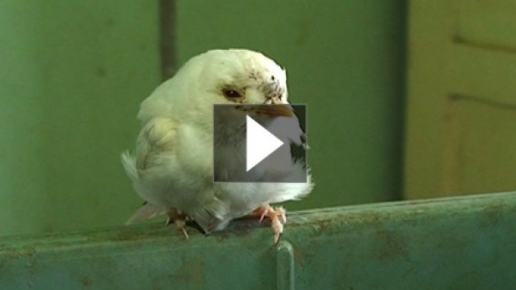 Понякога късметът пада от небето в оранжерия... с домати