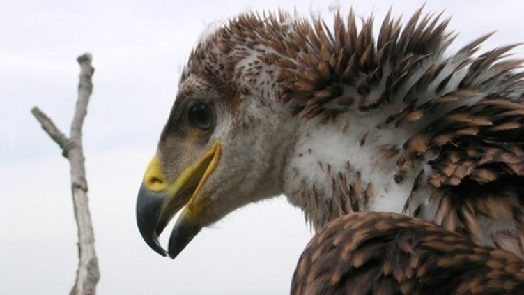 Снимка: Мартон Хорват