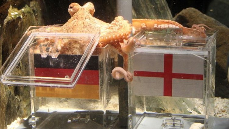 Октоподът Паул. Снимка: БГНЕС