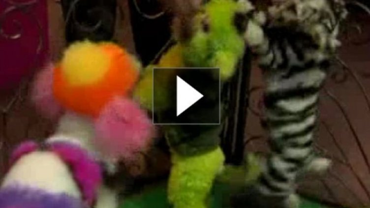 Пудел като тигър. Или като ягода