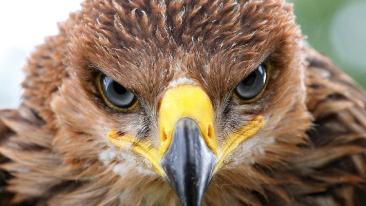 Младият царски орел Перун. Снимка: Светослав Спасов