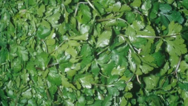 Кореандър. Снимка: Getty Images/Guliver Photos