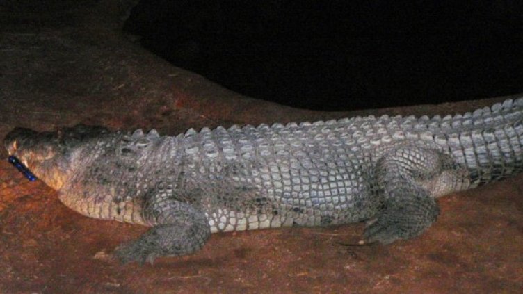 Крокодилът Фацо. Снимка: БГНЕС