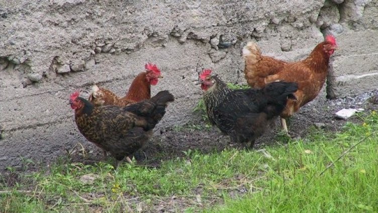 Снимка: Булфото