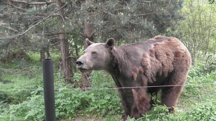 Снимка: БГНЕС